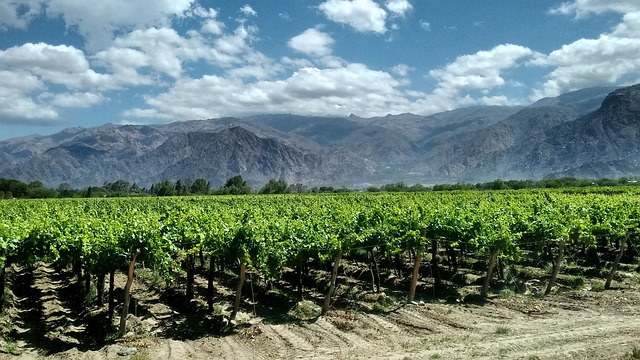 Vista of vineyard in Argentina with mountains in the background